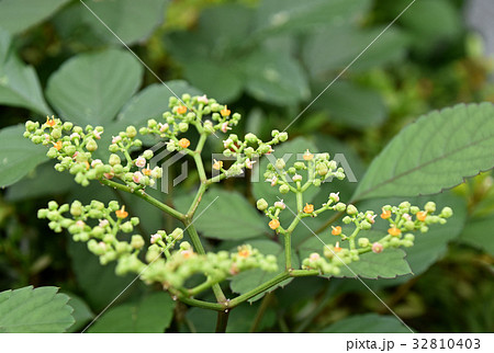 ヤブガラシの花 32810403