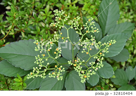 ヤブガラシの花 32810404