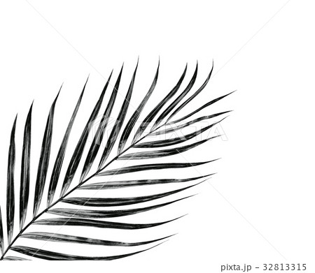 Green leaf of palm tree isolated on white  32813315