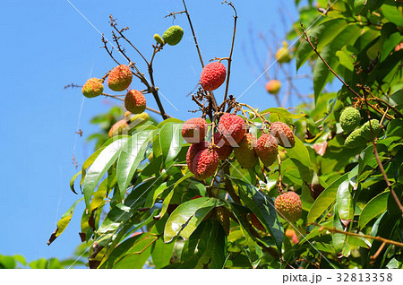 ライチ ライチ 32813358