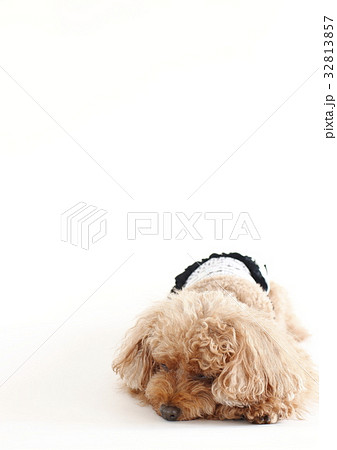 トイプードル　レッド　寝姿　ホワイトバック 32813857