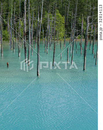 青い池2017-6 青い池2017-6 32814113