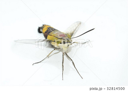 オオスカシバ　白背景 32814500