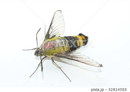 オオスカシバ　白背景 32814503