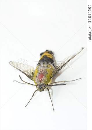 オオスカシバ 白背景 オオスカシバ 白背景 32814504