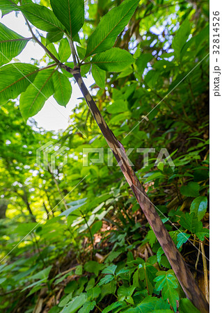 マムシ草 マムシ草 32814526