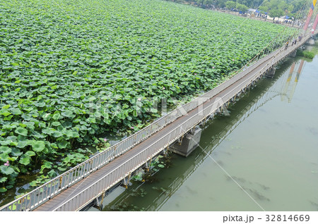 蓮 風景 執拗公園 32814669