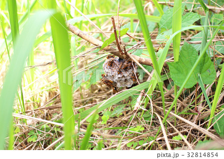 セグロアシナガバチと巣 32814854