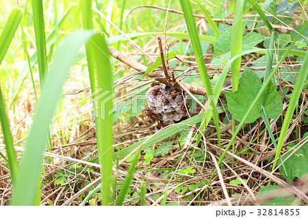 セグロアシナガバチと巣 32814855