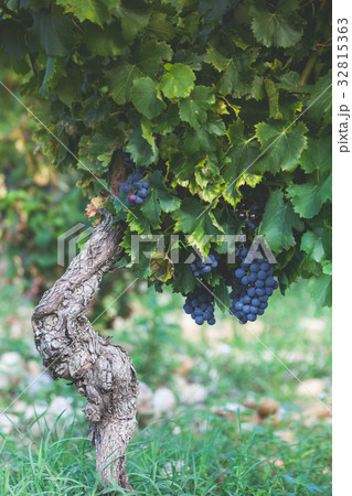 Ripe grapes on a branch Ripe grapes on a branch 32815363