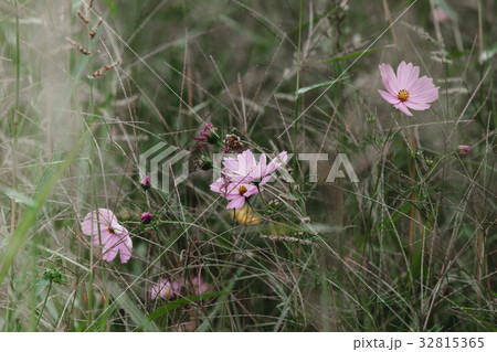 Wildflowers on a meadow Wildflowers on a meadow 32815365
