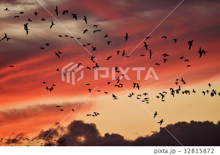 真っ赤な夕焼け空とマガン 真っ赤な夕焼け空とマガン 32815872
