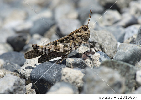 クルマバッタモドキ 32816867