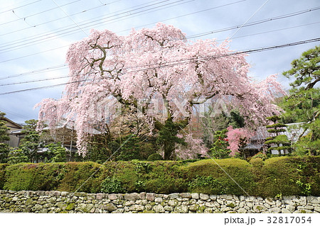 滋賀 薬樹院の太閤桜 滋賀 薬樹院の太閤桜 32817054