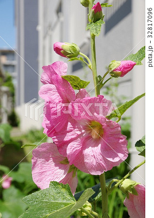 タチアオイ 32817096