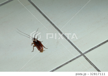 Cockroach pest crawling on ceramic floor close up 32817111