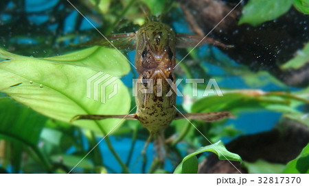 バタフライフィッシュ 水面鏡 バタフライフィッシュ 水面鏡 32817370