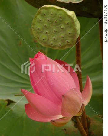 睡蓮 スイレン 水連 32817470