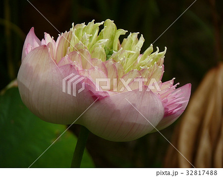 睡蓮 スイレン 水連 32817488