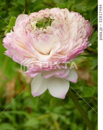 睡蓮 スイレン 水連 32817494