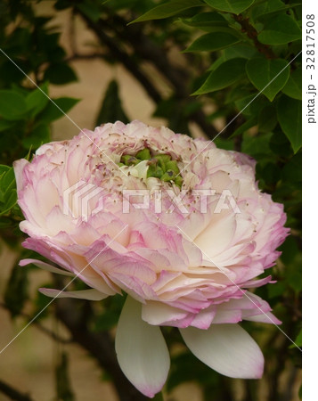 睡蓮 スイレン 水連 32817508