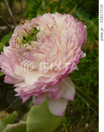 睡蓮 スイレン 水連 32817510