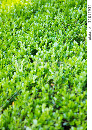 緑　テクスチャー　 32817954