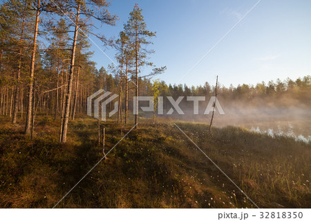 Small forest lake at sunrise 32818350