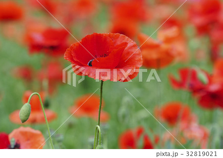 植物 自然 花 32819021