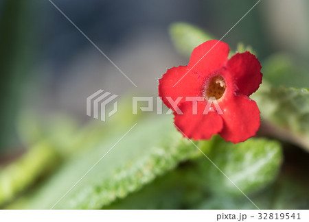 Close up Episcia cupreata red flower  32819541