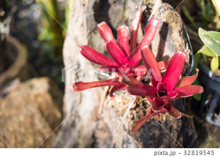 Red bromeliad hanging on timber in garden 32819545