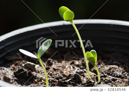 Small plant growing out of soil,agriculture 32819546