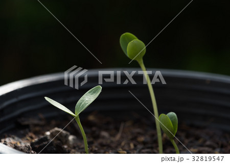 Small plant growing out of soil,agriculture 32819547