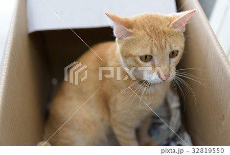 Yellow cat sit in brown paper box 32819550
