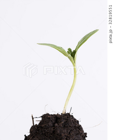 Small plant growing out of soil isolated on white  32819551