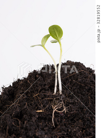 Small plant growing out of soil isolated on white  32819552