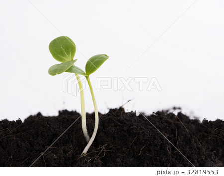 Small plant growing out of soil,agriculture 32819553