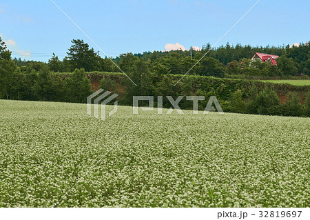 戸外炉峠の蕎麦畑 戸外炉峠の蕎麦畑 32819697