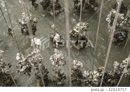 Oyster farm in Thailand. 32819757
