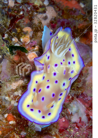 オトヒメウミウシ 32820431