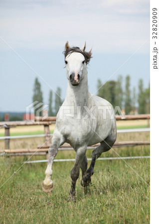 Amazing pony moving on pasturage 32820909