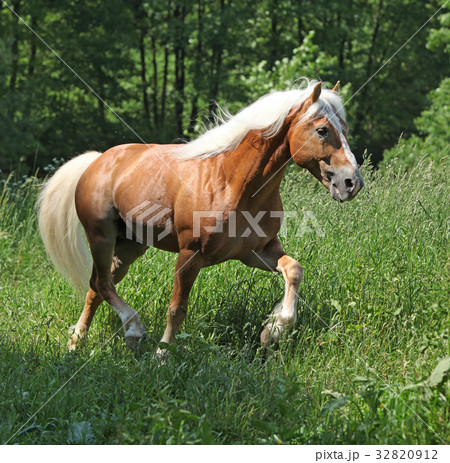 Amazing haflinger running on pasturage 32820912