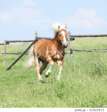 Amazing haflinger running on pasturage Amazing haflinger running on pasturage 32820913