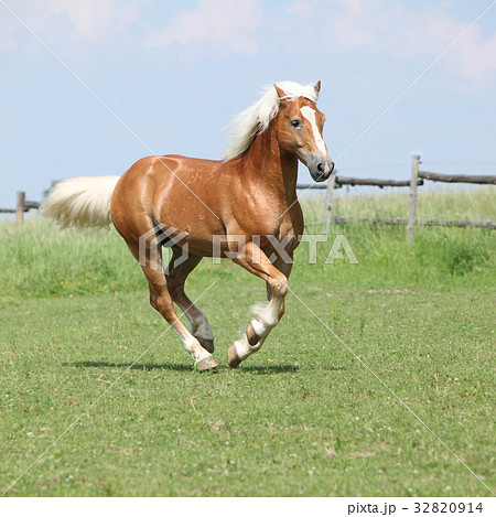 Amazing haflinger running on pasturage Amazing haflinger running on pasturage 32820914