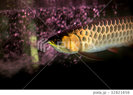 Golden arowana fish or dragon fish in fish tank  32821656