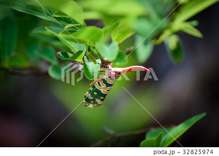 Lanternflies, FULGORID PLANTHOPPERS  32825974