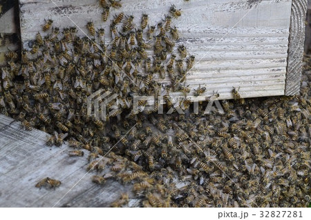 日本ミツバチの家族・群れ・行列　持続可能　環境　農薬　ネオニコチノイド 32827281