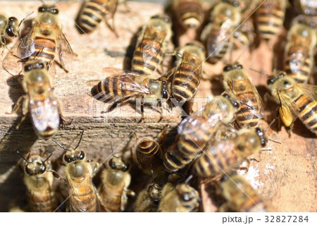 日本ミツバチの家族・群れ・行列　持続可能　環境　農薬　ネオニコチノイド 32827284