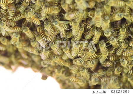 日本ミツバチの家族・群れ・行列 持続可能 環境 農薬 ネオニコチノイド 日本ミツバチの家族・群れ・行列 持続可能 環境 農薬 ネオニコチノイド 32827295