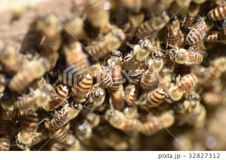 日本ミツバチの家族・群れ・行列 持続可能 環境 農薬 ネオニコチノイド 日本ミツバチの家族・群れ・行列 持続可能 環境 農薬 ネオニコチノイド 32827312